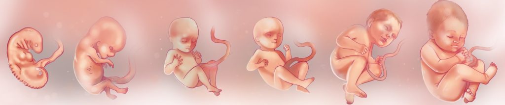 Come calcolare la data presunta del parto
