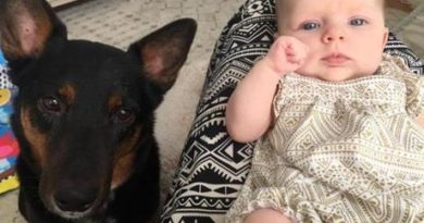 preparare il cane all'arrivo del bebè
