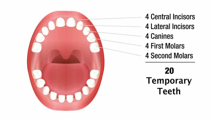 denti da latte: classificazione